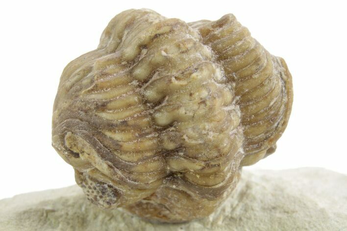 Enrolled Kainops Trilobite - Black Cat Mountain, Oklahoma #376953